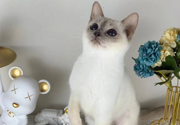 淡紫暹罗猫多少钱一只