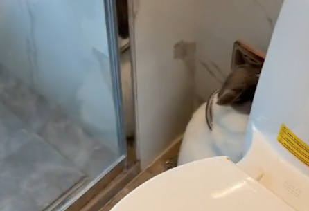 保洁阿姨来打扫卫生，社恐猫咪躲进厕所，还假装自己是个马桶刷