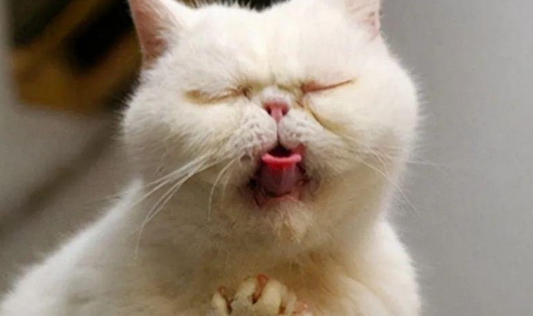 小猫吐了是什么原因引起的
