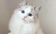 养猫要办猫证吗