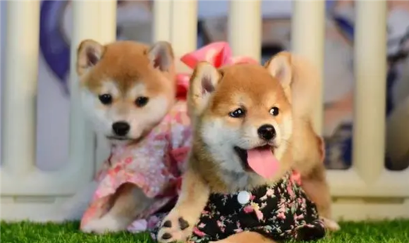 幼犬要打几次疫苗 幼犬要打几次疫苗