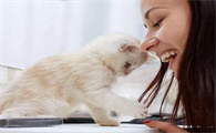 小猫喜欢主人的15种表示