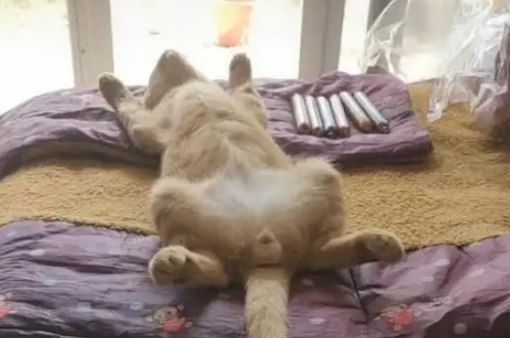 主人下班回家,看到猫咪的睡姿笑喷:咋这么像个小孩子呢 主人下班回家,看到猫咪的睡姿笑喷:咋这么像个小孩子呢