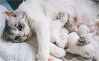 怎么确认猫生完了
