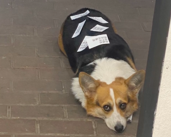 狗狗每天都去牛杂店蹭吃蹭喝,主人只好在它身上贴纸条:我减肥 狗狗每天都去牛杂店蹭吃蹭喝,主人只好在它身上贴纸条:我减肥