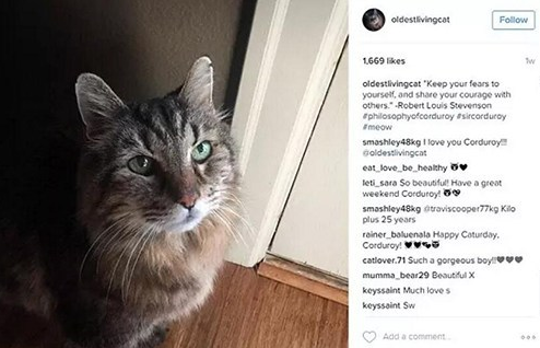 它是世界上最长寿的猫，它现在已经活了这么多年了！ 