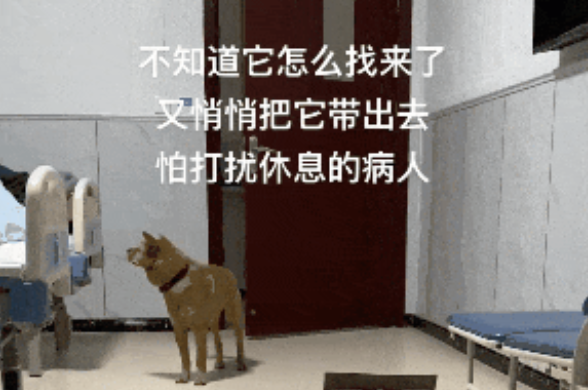 狗子独自去医院看望住院的主人,网友:它虽空手来却是真心的 狗子独自去医院看望住院的主人,网友:它虽空手来却是真心的