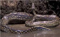 世界上最大的一条蟒蛇