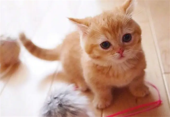 养猫人的可爱尊称 养猫人的可爱尊称