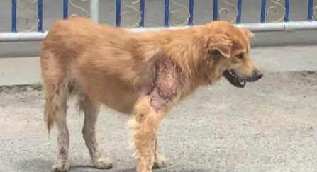 流浪狗一直守在小区门口不肯离开,路人上前一看潸然泪下 流浪狗一直守在小区门口不肯离开,路人上前一看潸然泪下