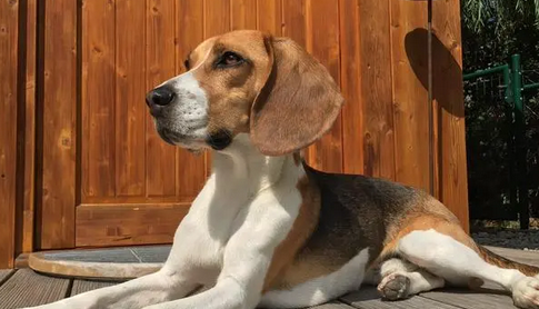 比格犬狗粮，怎样选择适合狗狗的狗粮