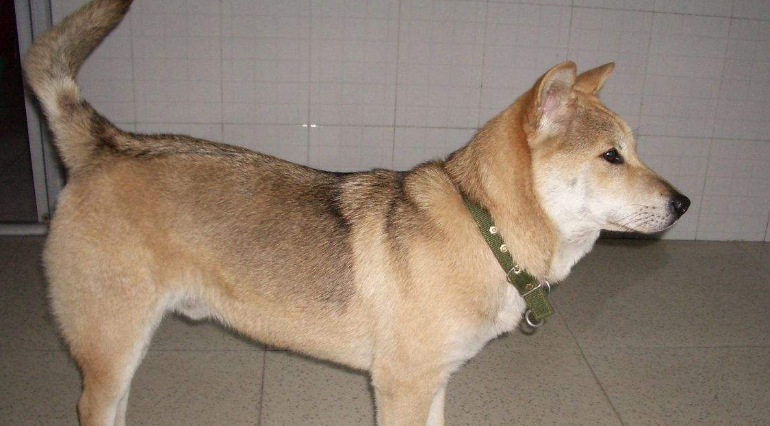 遗传病最少的狗狗 遗传病最少的狗狗