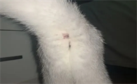 小猫肛门突出来