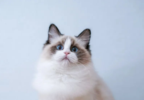 布偶猫：那些“笨拙”的可爱与真实的智慧