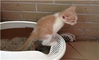 小猫多久可以自主排泄
