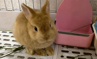 兔子种类照片