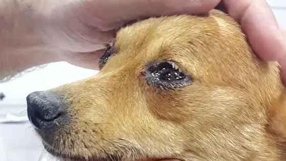 小狗流眼泪是怎么回事