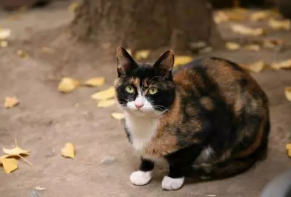 猫奴必知,三花猫的定律 猫奴必知,三花猫的定律