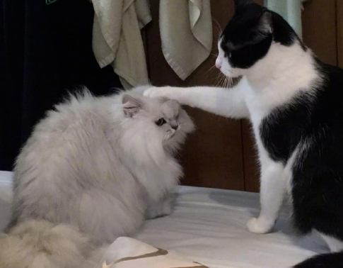 “鳌拜猫”徒有凶凶的外表，实力弱得不得了