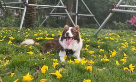 凌晨3点，妹子失眠非给狗洗澡…第二天的狗：昨晚做噩梦洗了一晚上的澡！