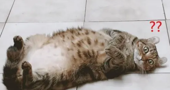 猫咪对家里人都撒娇,只忽略了妈妈,宠主:把你给她们当嫁妆好了 猫咪对家里人都撒娇,只忽略了妈妈,宠主:把你给她们当嫁妆好了