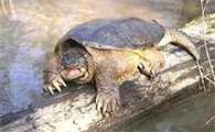 中美鳄龟和佛鳄哪个凶