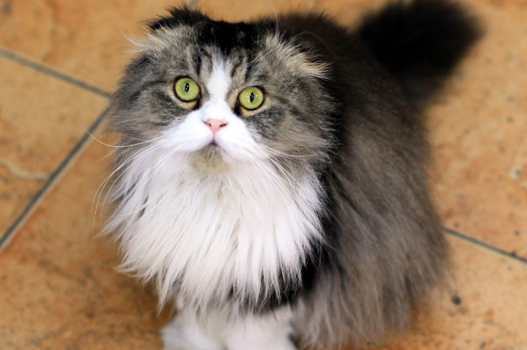 苏格兰折耳猫鉴别挑选 苏格兰折耳猫鉴别挑选