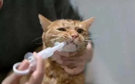 小猫几个月可以驱虫
