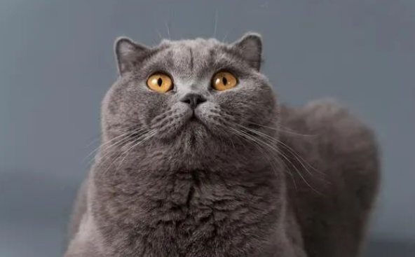 英短猫怎么养？懒人版攻略，让你轻松成为爸妈！