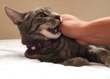 小猫喜欢咬人手是什么原因 小猫喜欢咬人手是什么原因