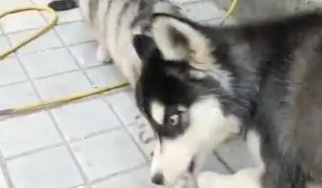 猫咪辛辛苦苦抓的耗子,一不留神就被二哈给偷了,真是气死猫了 猫咪辛辛苦苦抓的耗子,一不留神就被二哈给偷了,真是气死猫了