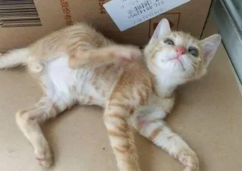 路边发现一个箱子，以为里面装的是老鼠，仔细一看是出生不久的猫
