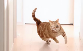 小猫喜欢横着跑