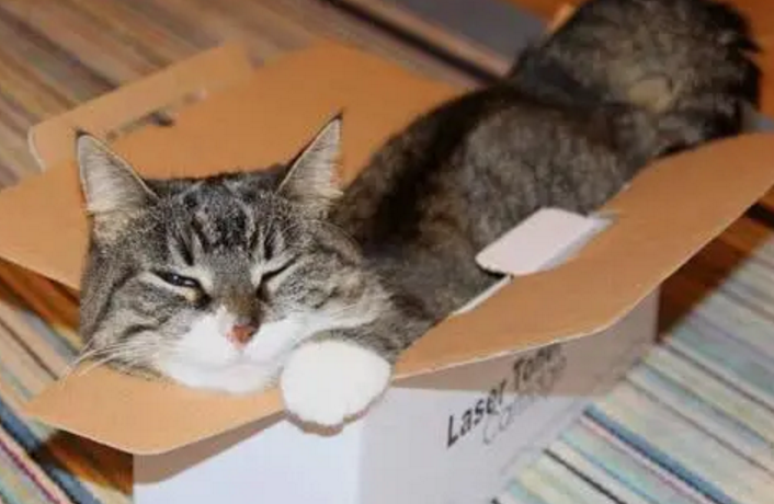 怎么把猫从外地运回家