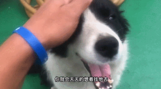 戒色博主晒18岁边牧，说它长寿是没见过母狗！网友破防：难怪我能活到20岁...