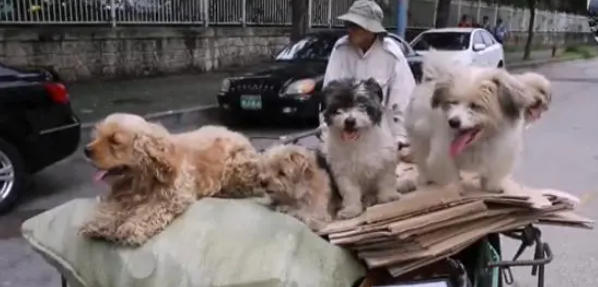 5只流浪狗,每天陪“大叔”收废品,只要出门就不离不弃 5只流浪狗,每天陪“大叔”收废品,只要出门就不离不弃