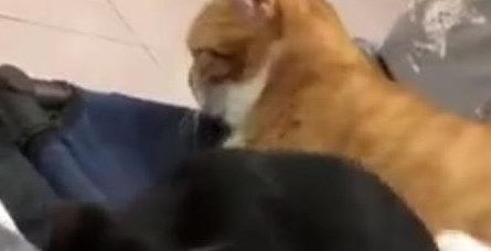 奶牛猫和橘猫交手,光看体型就不是大橘的对手!橘猫:自不量力 奶牛猫和橘猫交手,光看体型就不是大橘的对手!橘猫:自不量力