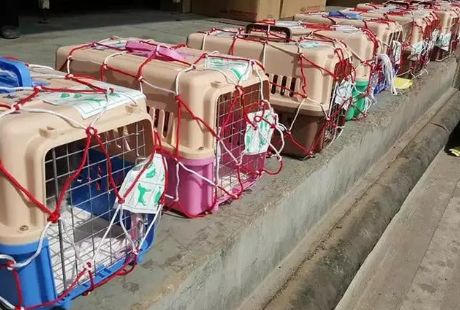 天地宠物托运宠物靠谱吗 天地宠物托运宠物靠谱吗