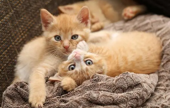 怎么知道小猫想尿了