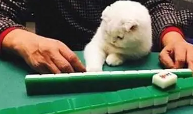 主人带猫咪去打麻将，猫咪聚精会神的看着，像是自己在打一样