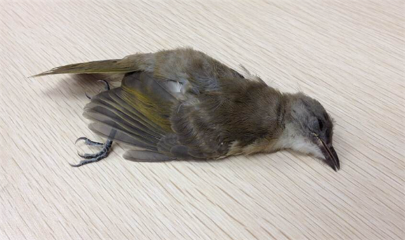 小鸟临死前的表现 小鸟临死前的表现