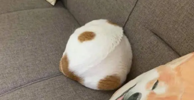 猫咪熟睡在沙发上，模样像极了抱枕，不仔细看都分辨不出