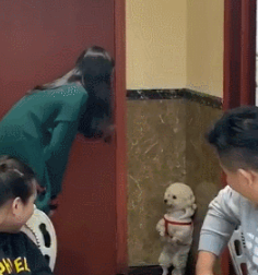 泰迪犯错被教育,朋友坐在旁边幸灾乐祸,狗:给我留点面子 泰迪犯错被教育,朋友坐在旁边幸灾乐祸,狗:给我留点面子