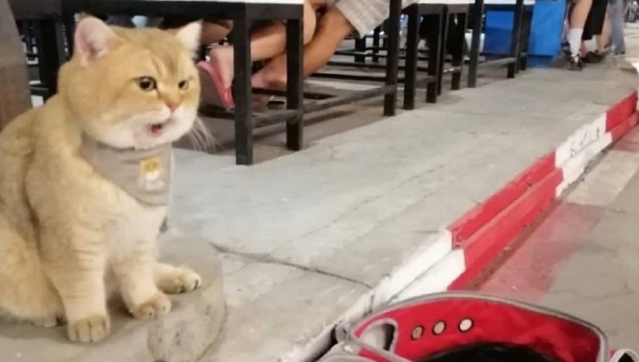 猫咪要为主人“挣钱”,今天晚饭它买单,钱带的不够 猫咪要为主人“挣钱”,今天晚饭它买单,钱带的不够