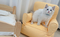 养猫首选什么沙发
