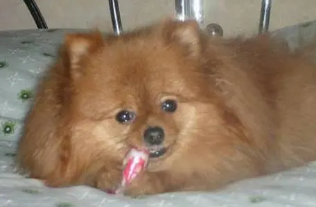 为什么狗吃糖会死