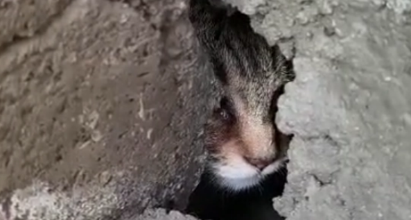 猫咪被困水泥缝隙，哭泣求助，猫：我就睡个觉，谁把口封上了？
