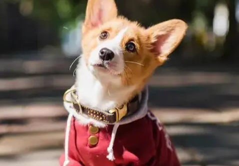 威尔士柯基犬,你知多少? 威尔士柯基犬,你知多少?