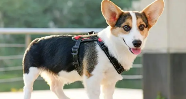 性格好的中型犬