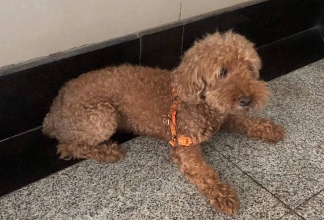 泰迪走丢了会不会自己找到家
